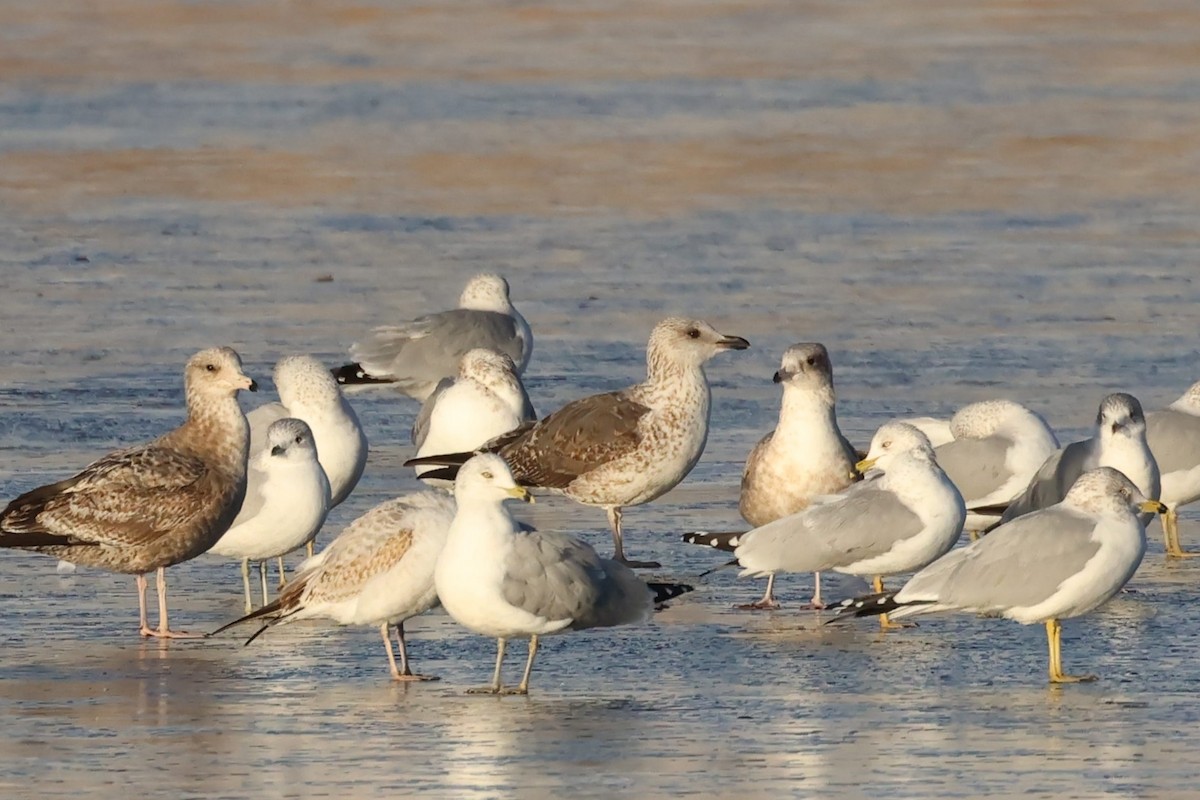 Lesser Black-backed Gull - ML627585122