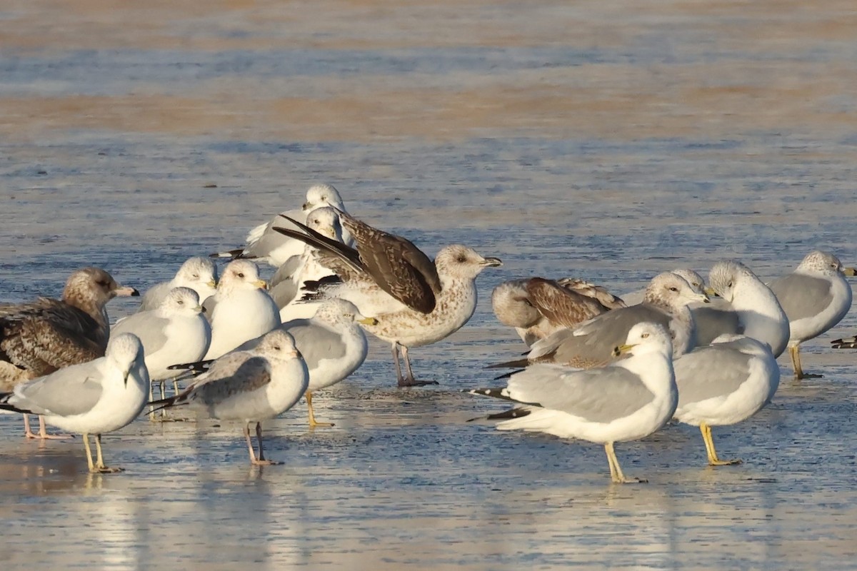 Lesser Black-backed Gull - ML627585123