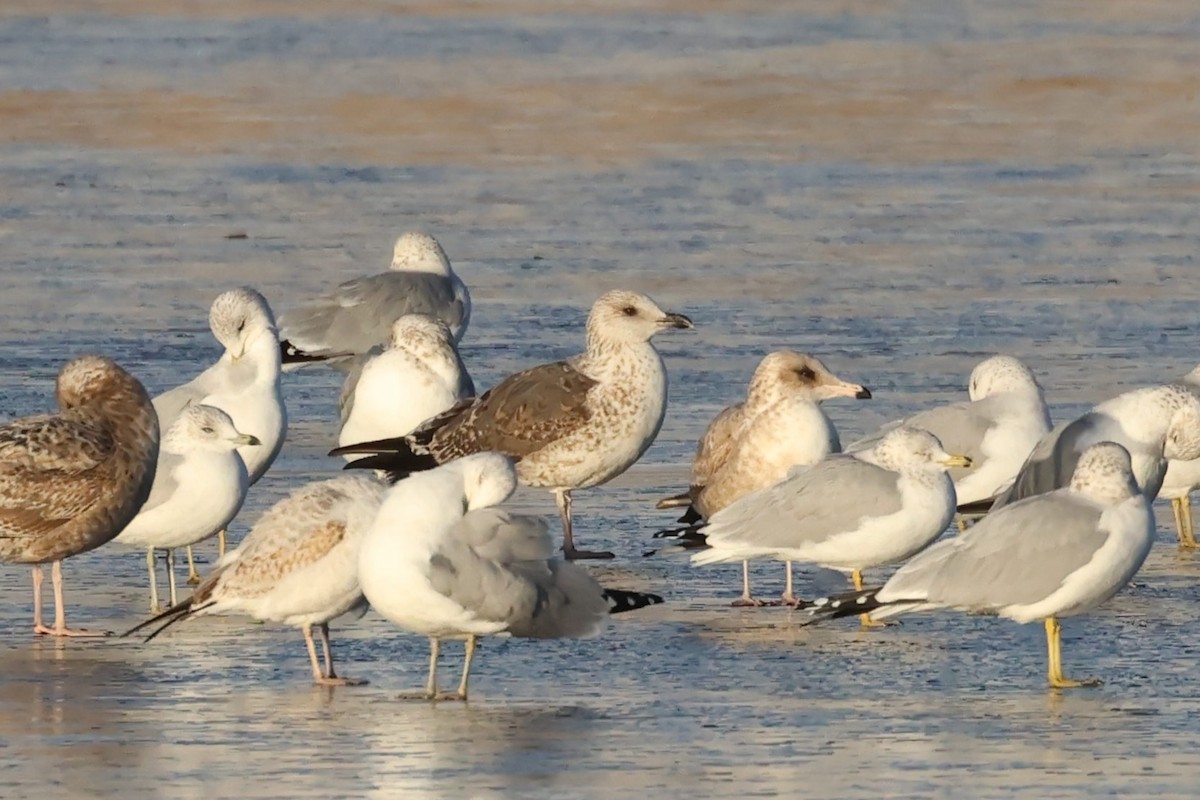 Lesser Black-backed Gull - ML627585124