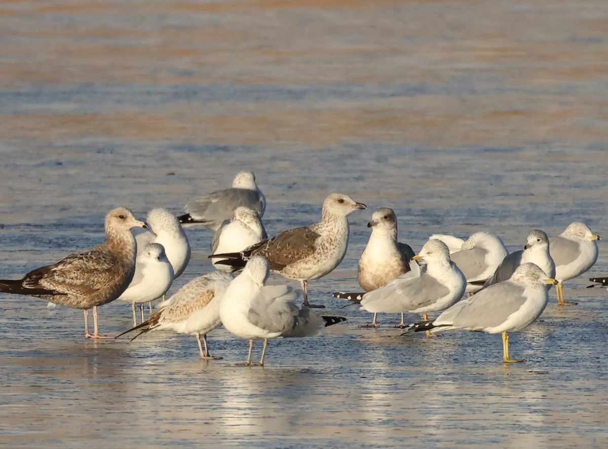 Lesser Black-backed Gull - ML627585125