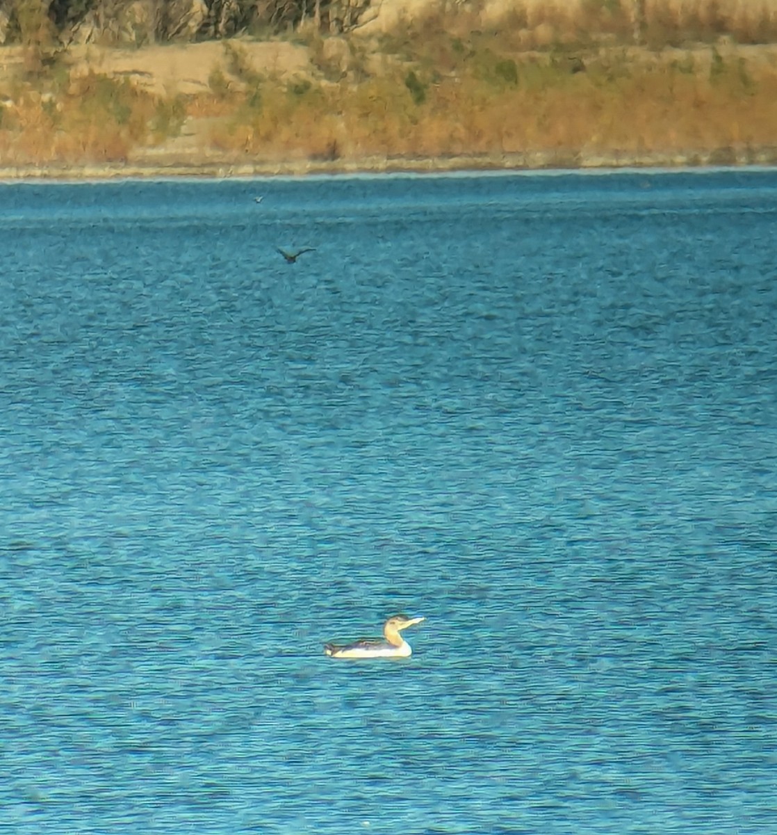 Yellow-billed Loon - ML627585149