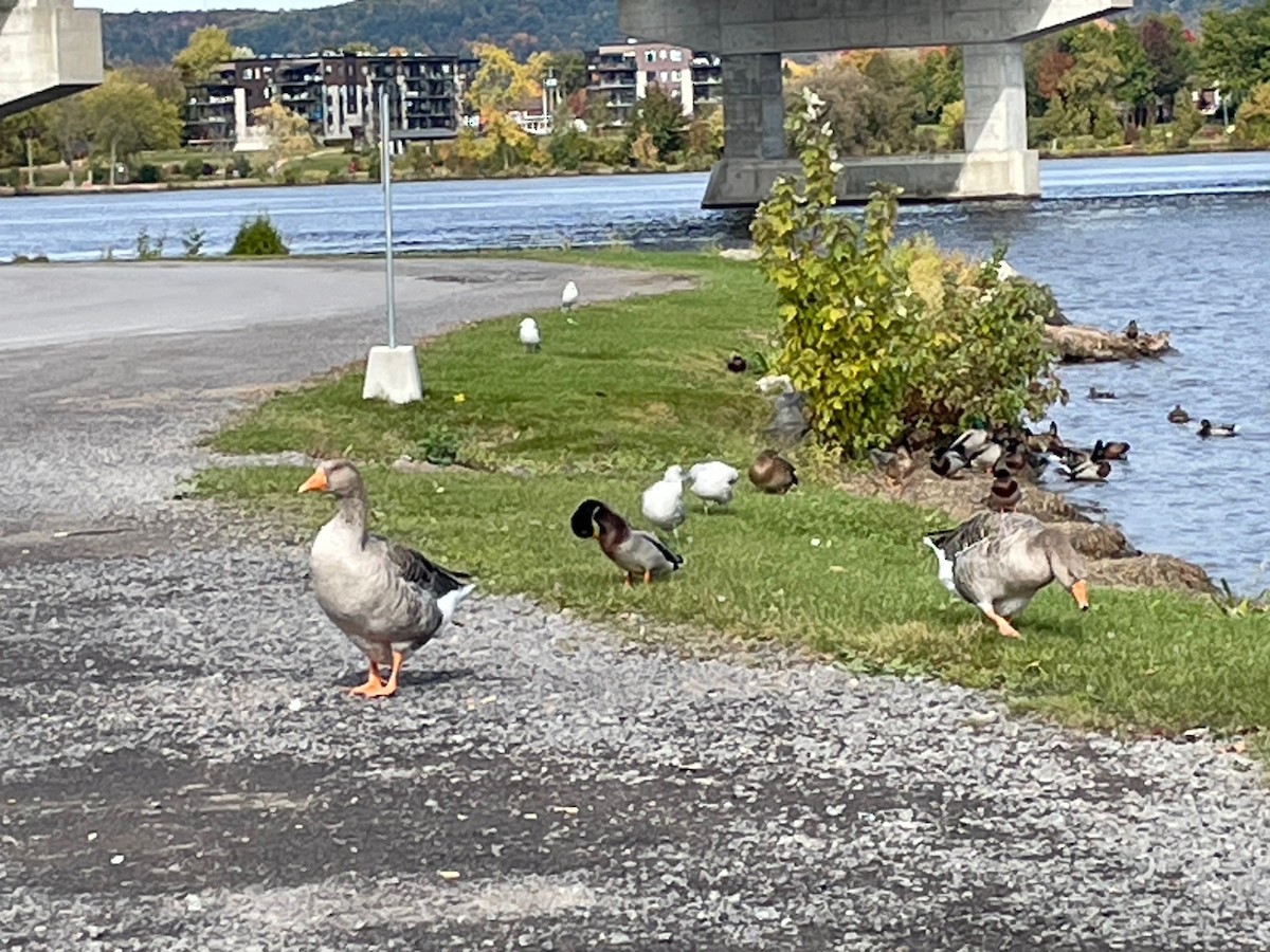 Graylag Goose (Domestic type) - ML627585171
