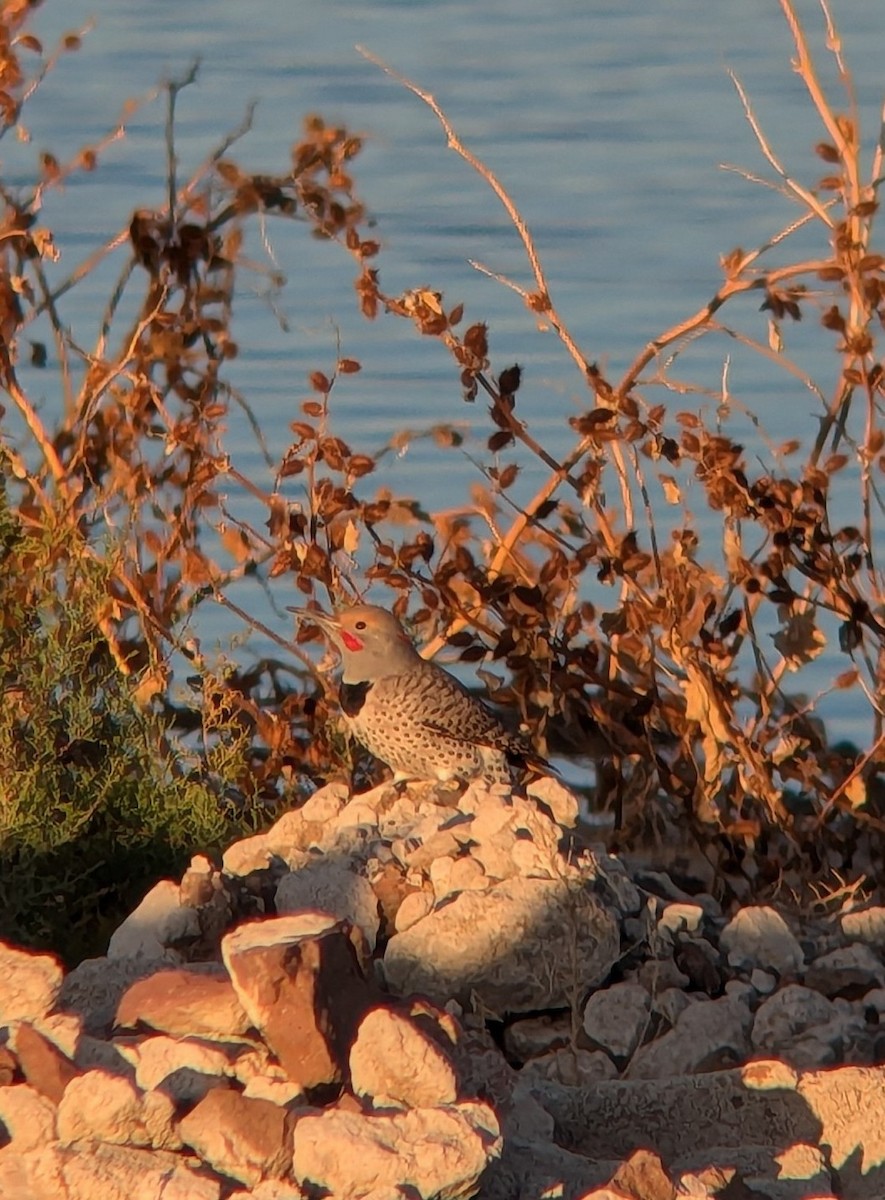 Northern Flicker - ML627585182