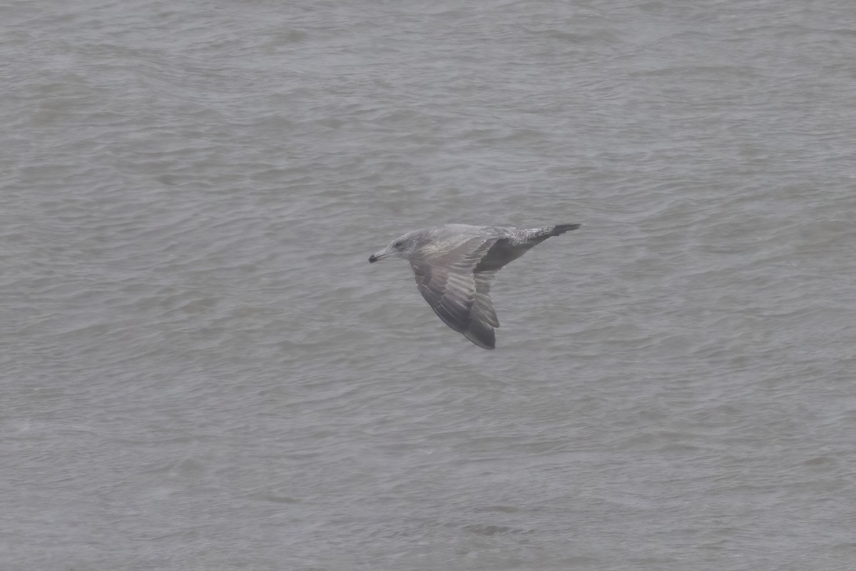 American Herring Gull - ML627585397