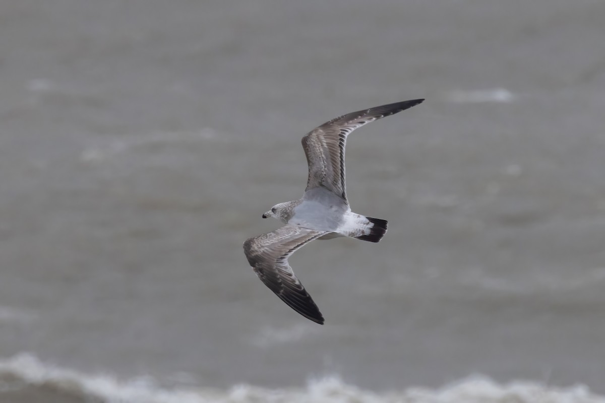 American Herring Gull - ML627585401