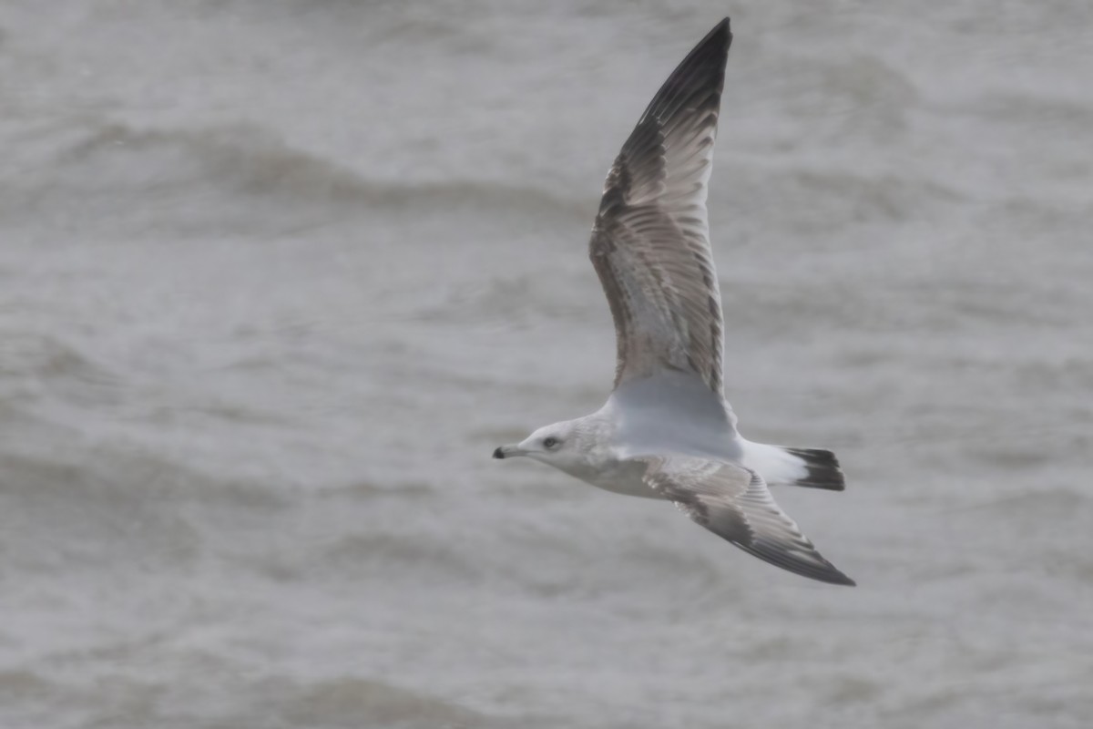 American Herring Gull - ML627585407