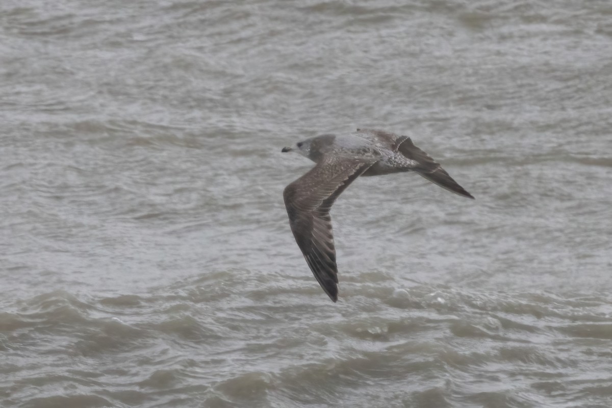 American Herring Gull - ML627585410