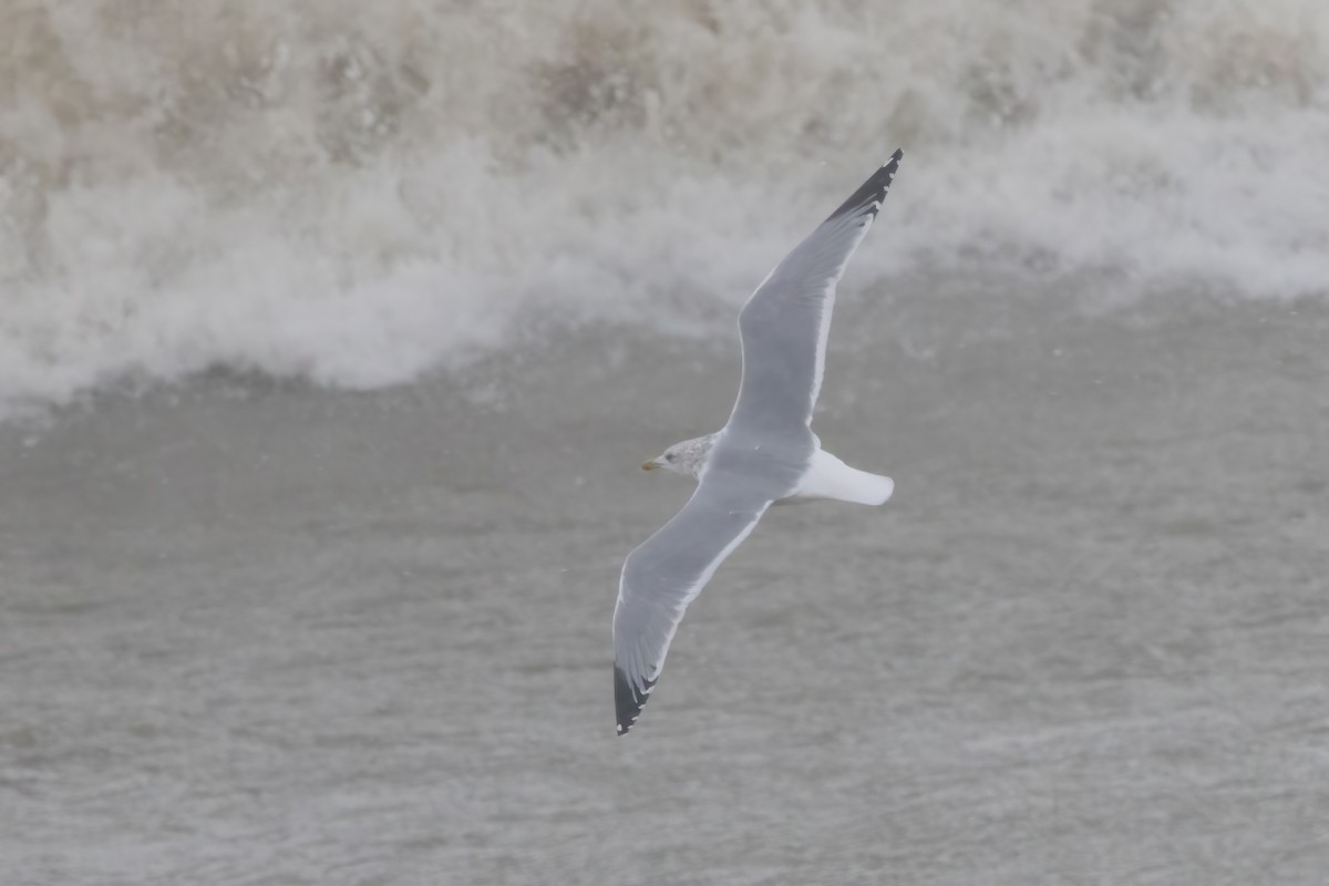 American Herring Gull - ML627585430