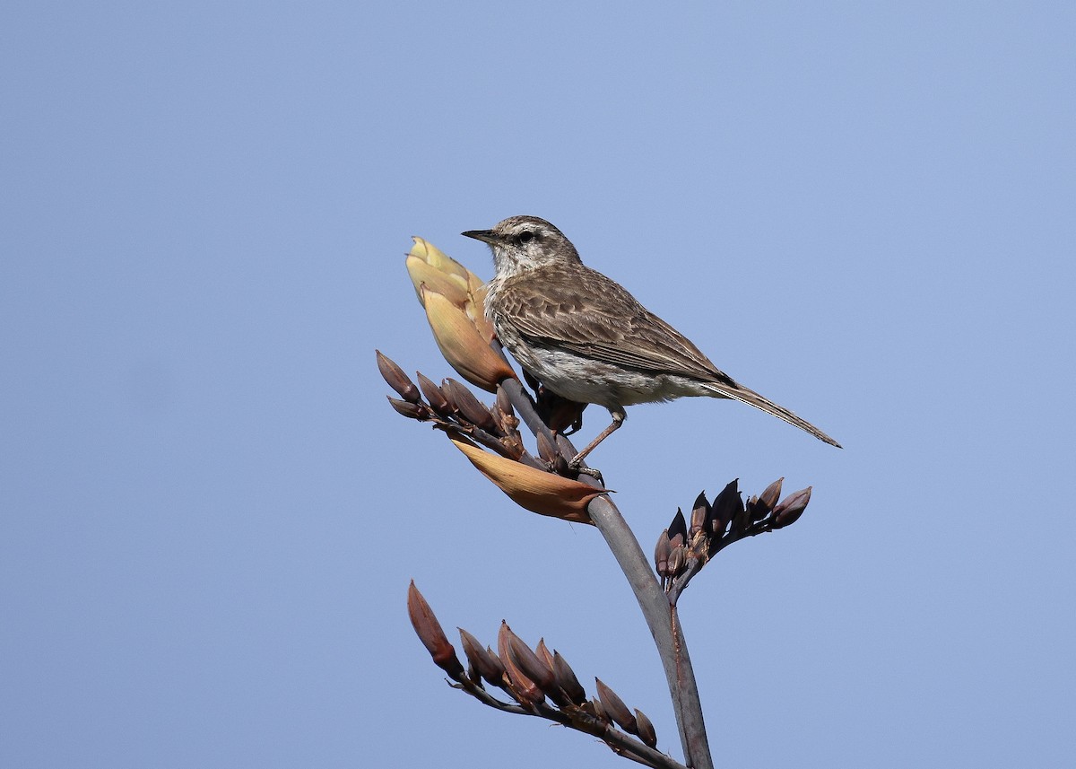 New Zealand Pipit - ML627585448