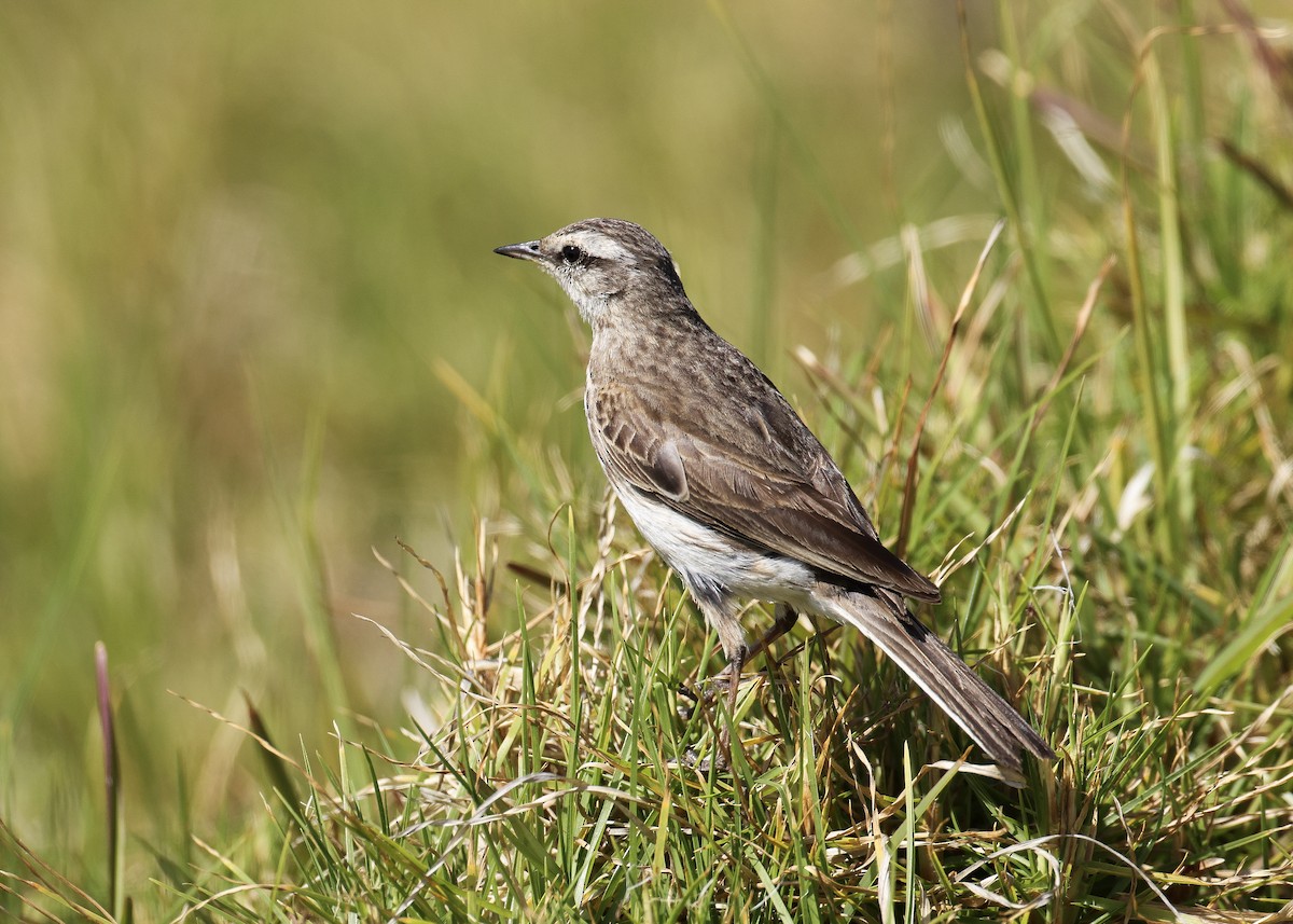 New Zealand Pipit - ML627585449