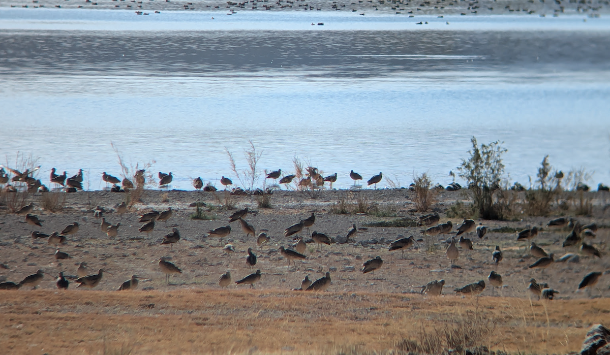 Long-billed Curlew - ML627585549