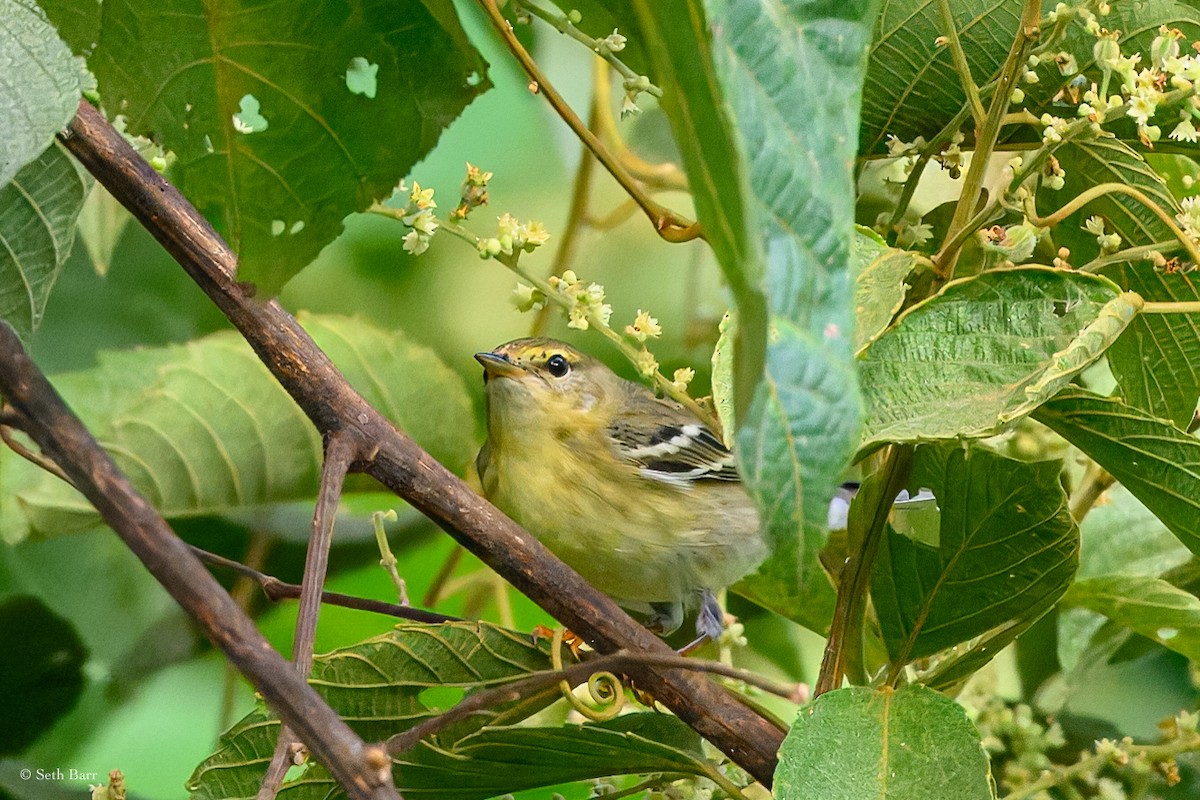 Blackpoll Warbler - ML627585744