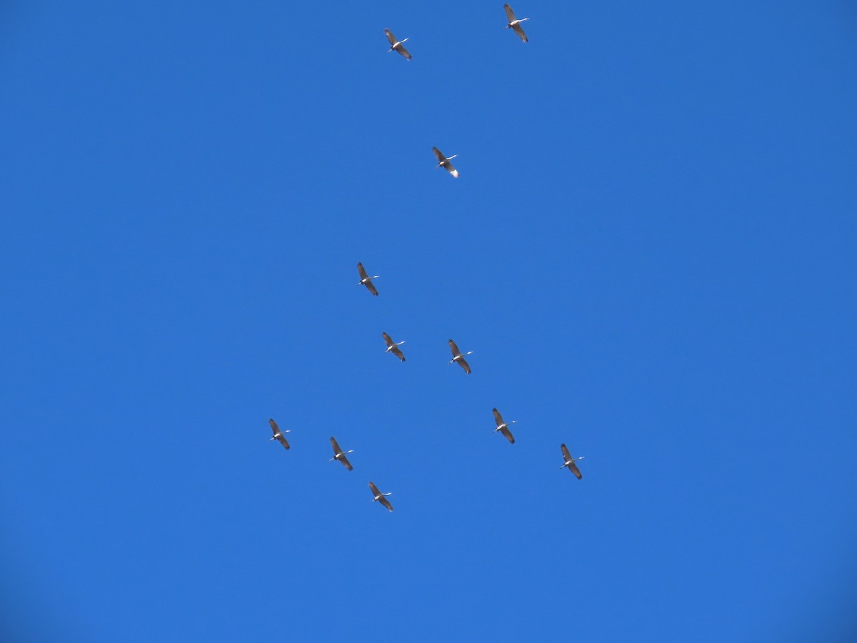 Sandhill Crane - ML627585780