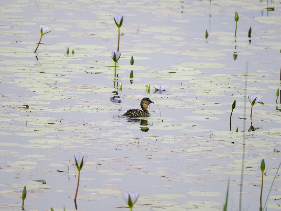 Dendrocygne à dos blanc - ML627585835