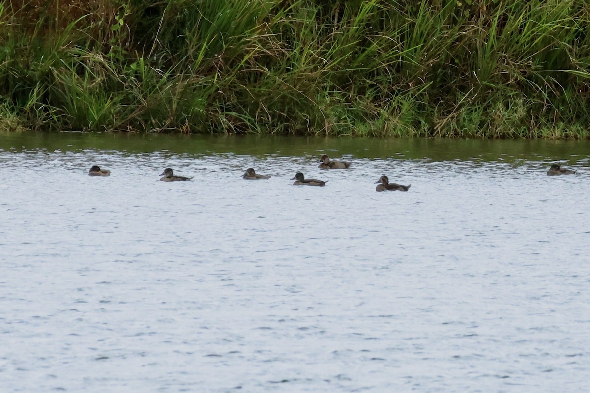 Ring-necked Duck - ML627585869