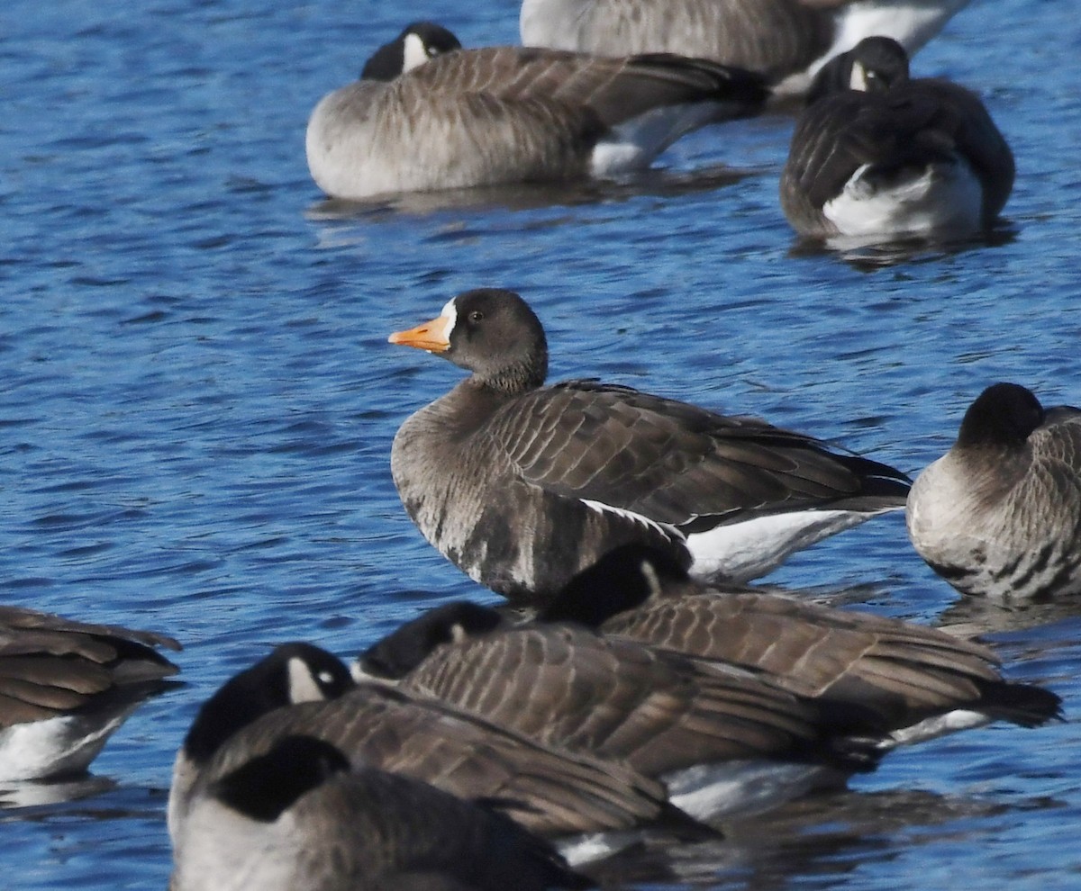 Greater White-fronted Goose - ML627585933