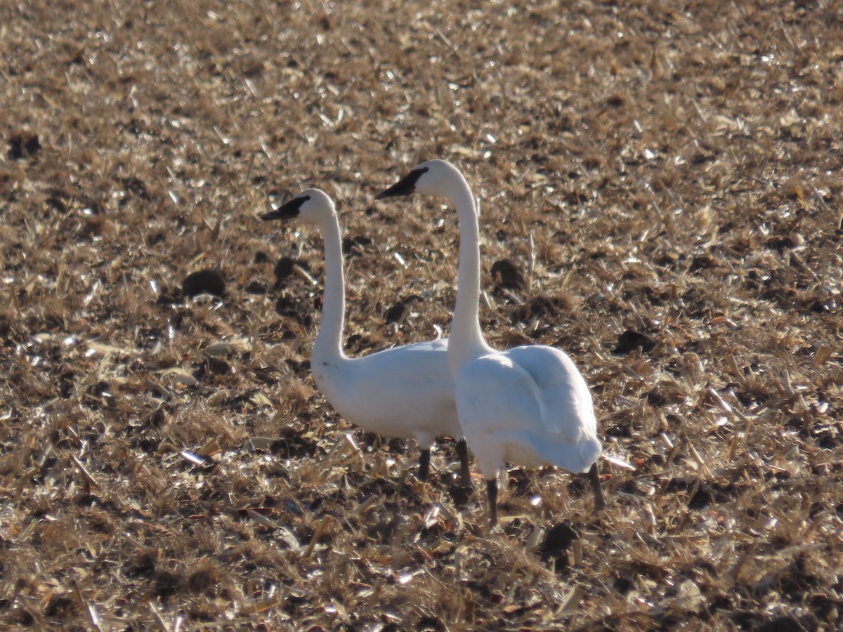 Trumpeter Swan - ML627586007