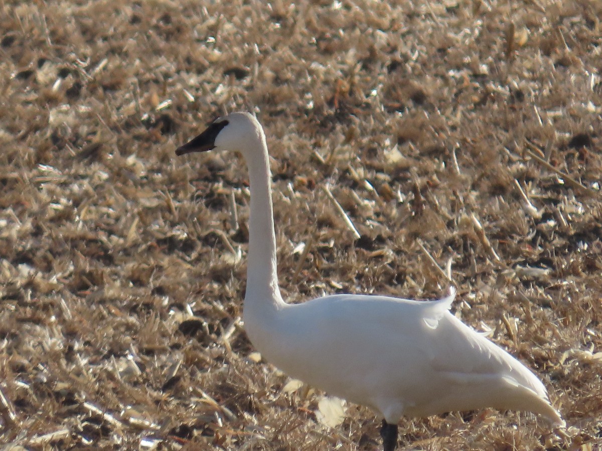 Trumpeter Swan - ML627586021