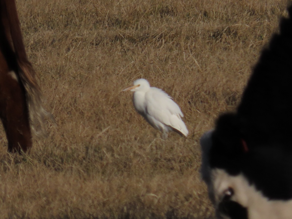 Western Cattle-Egret - ML627586210