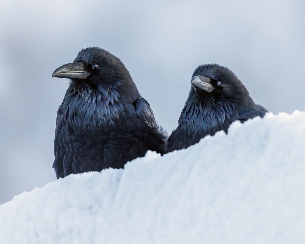 Grand Corbeau - ML627586239