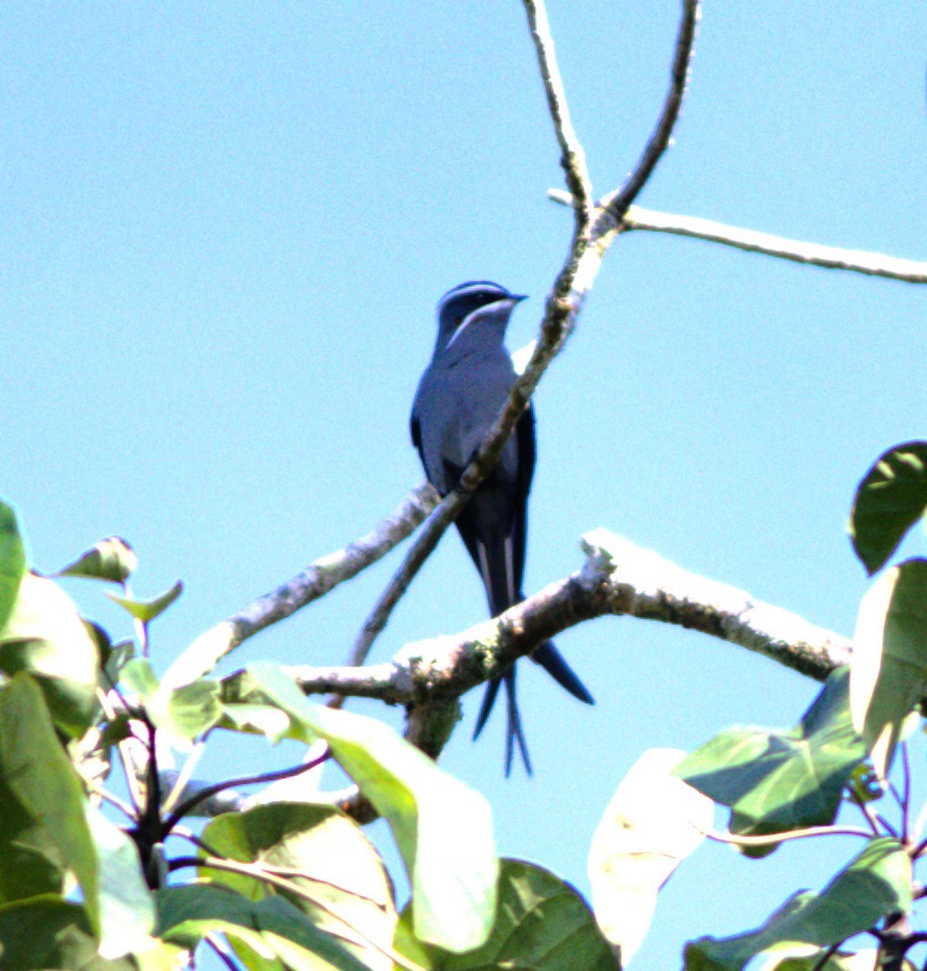 Moustached Treeswift - ML627586267