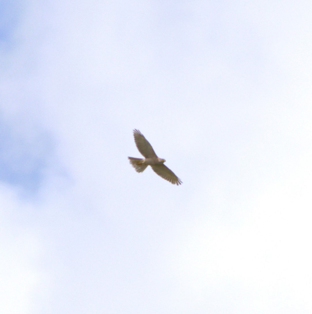 Brown Goshawk - ML627586292