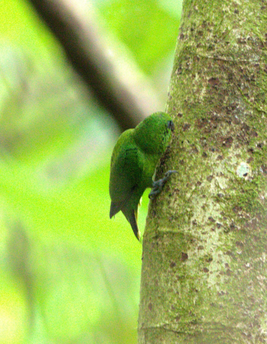 Finsch's Pygmy-Parrot - ML627586323