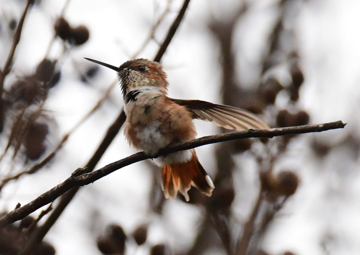Rufous Hummingbird - ML627586345