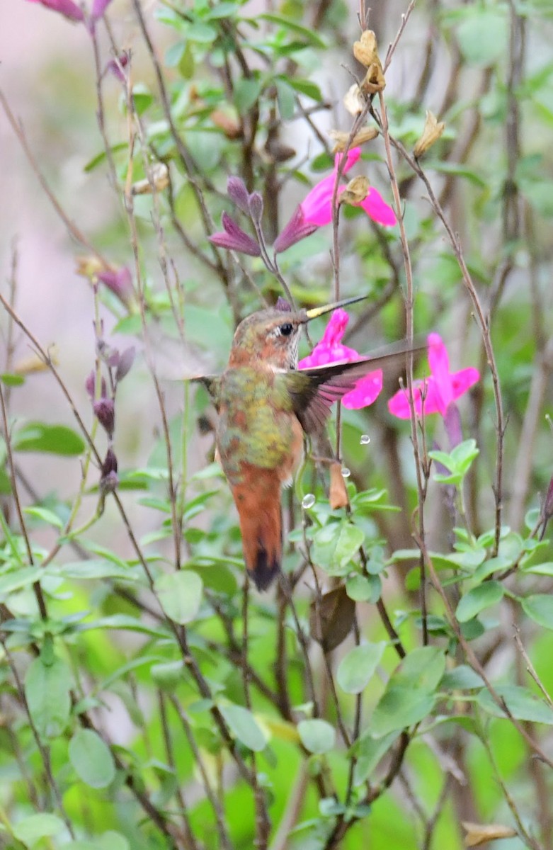 Rufous Hummingbird - ML627586346