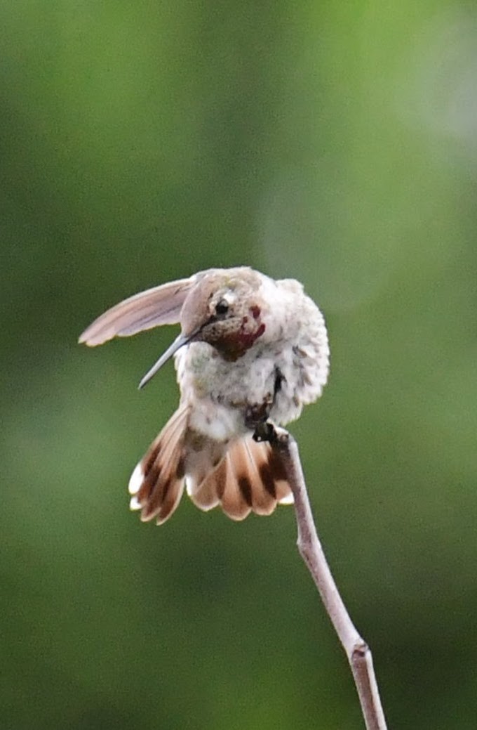 Anna's Hummingbird - ML627586401