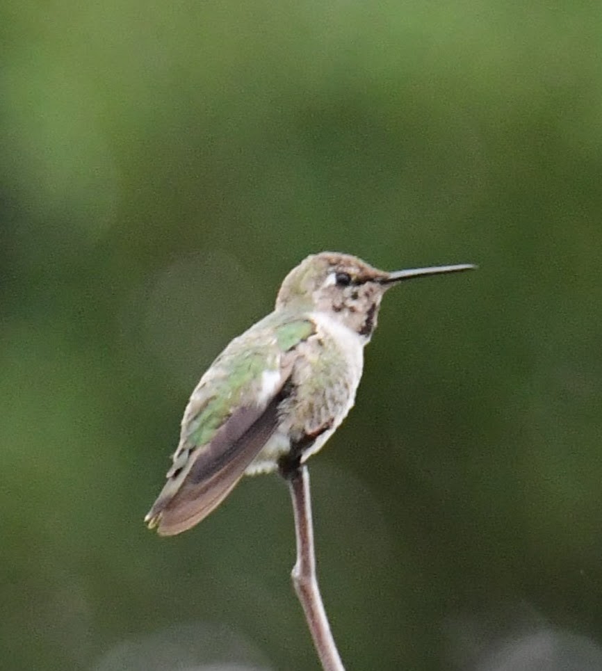 Anna's Hummingbird - ML627586402