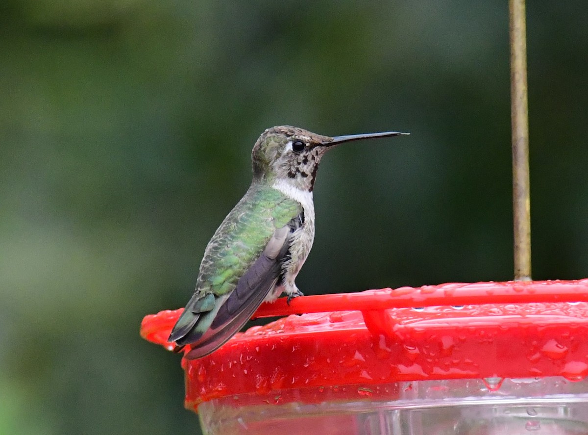 Anna's Hummingbird - ML627586403