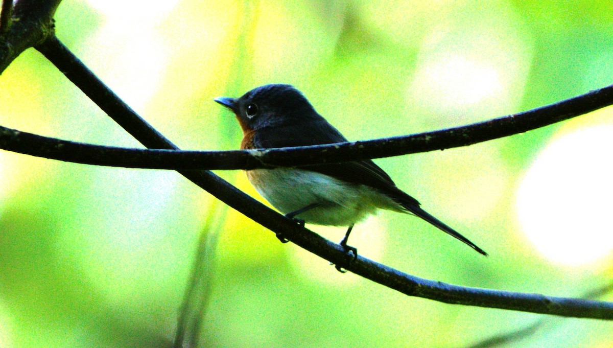 Melanesian Flycatcher - ML627586414