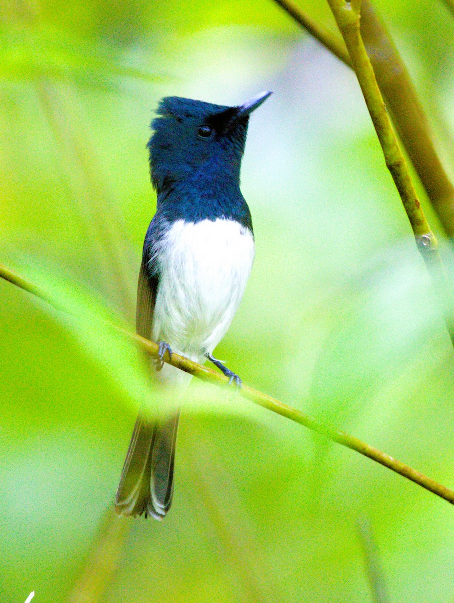 Melanesian Flycatcher - ML627586415