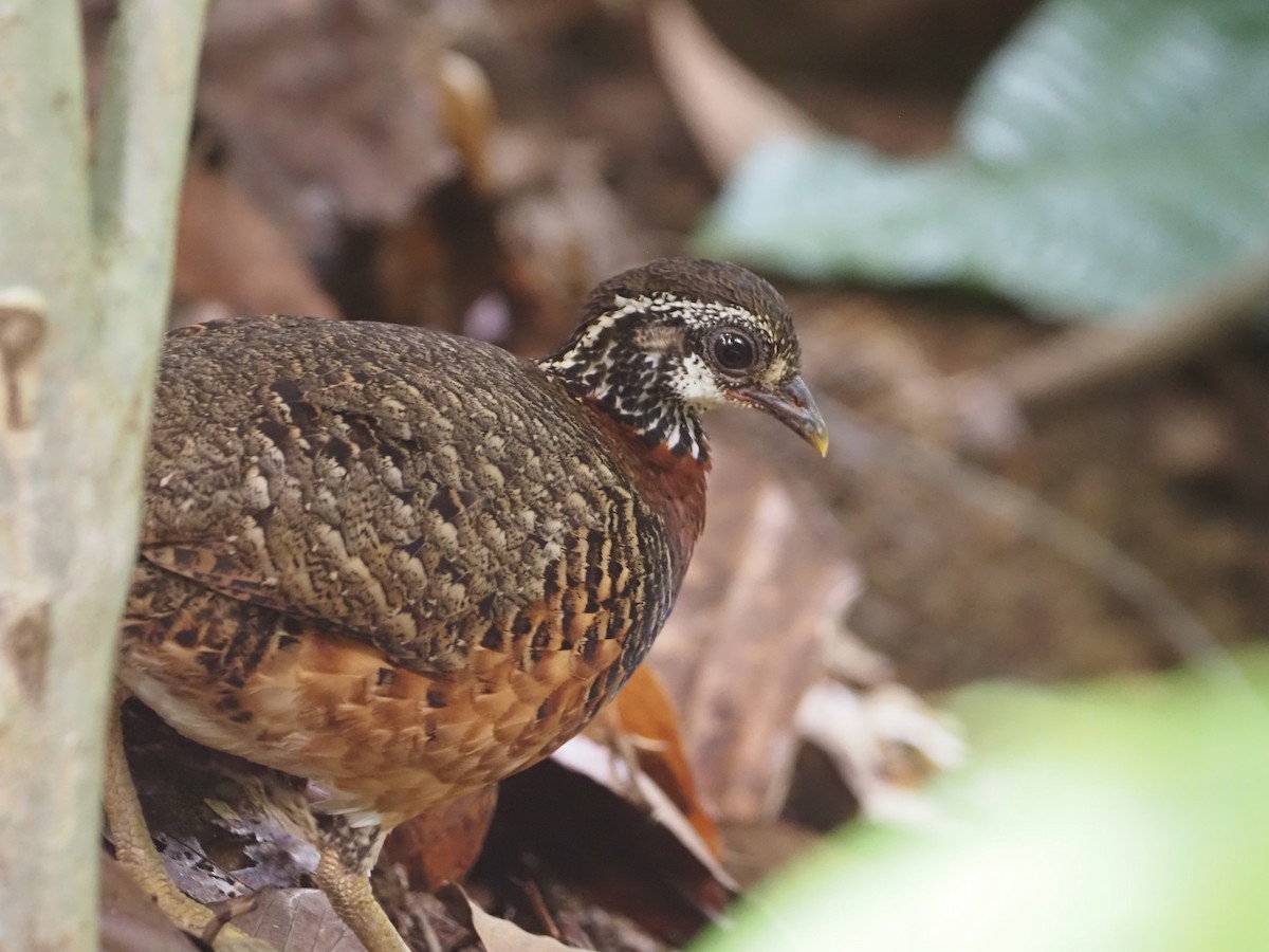 Sabah Partridge - ML627586492