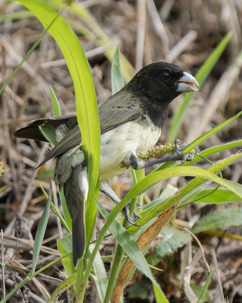 Yellow-bellied Seedeater - ML627586570