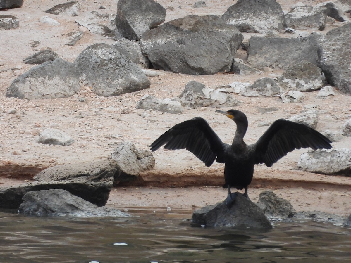 Double-crested Cormorant - ML627586590