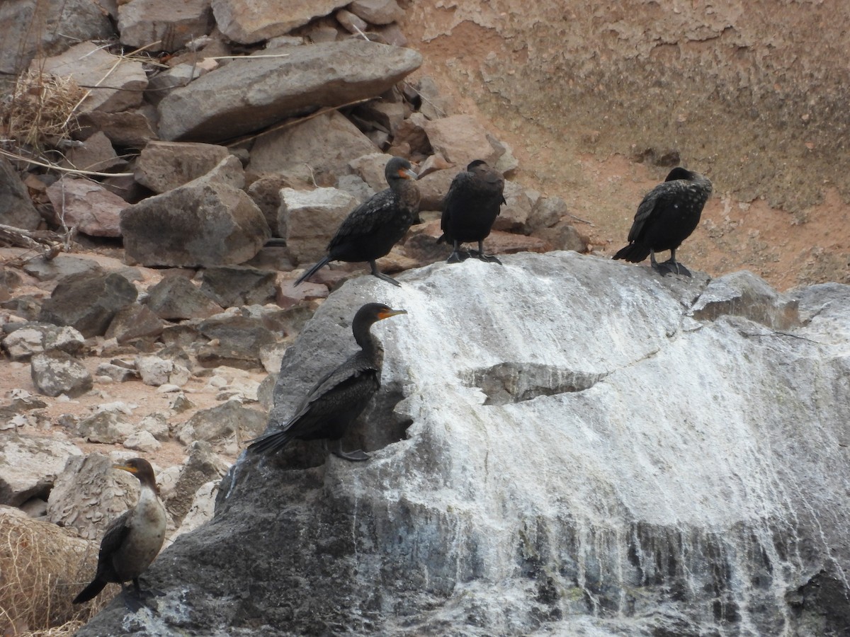 Double-crested Cormorant - ML627586591