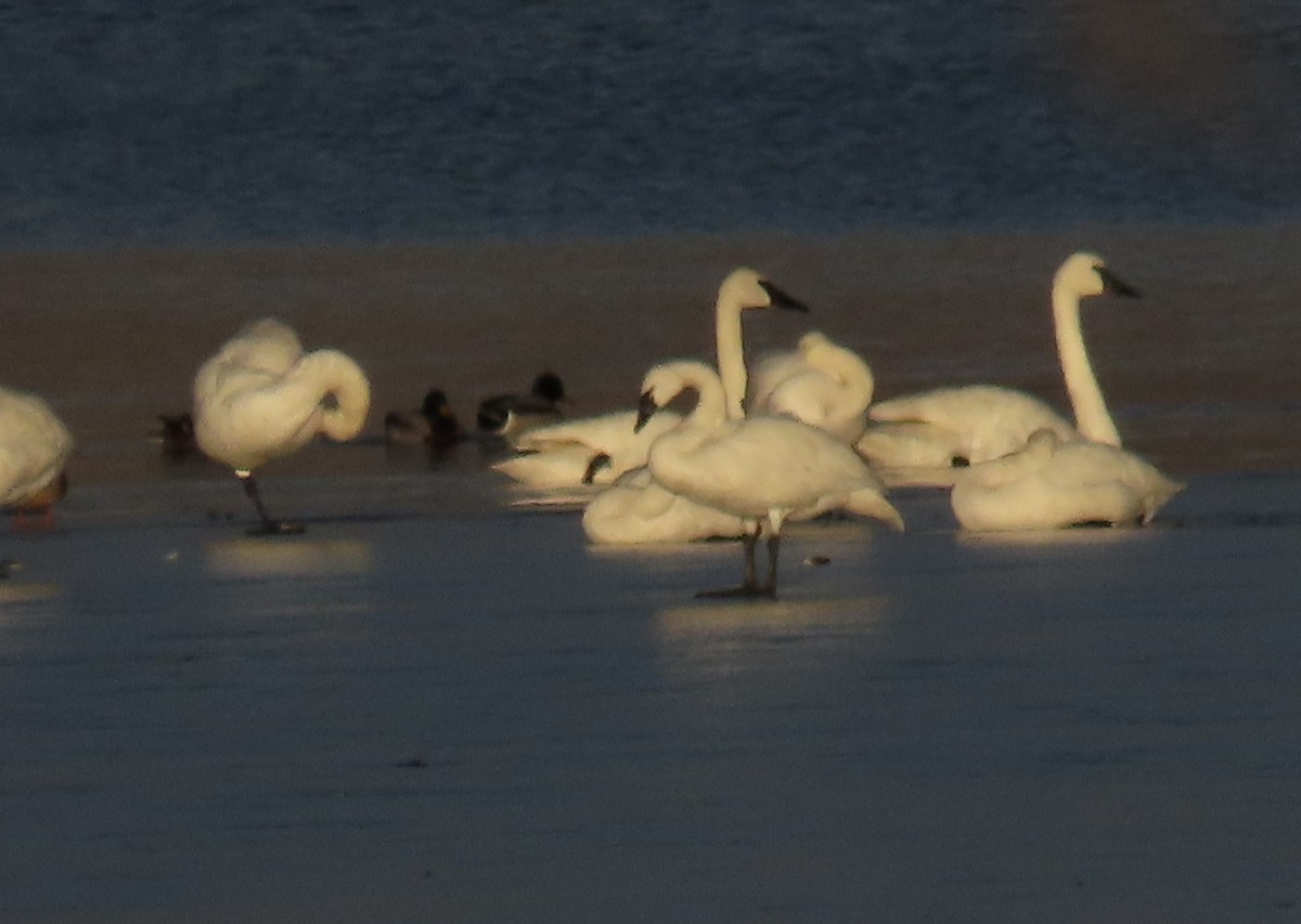 Trumpeter Swan - ML627586632