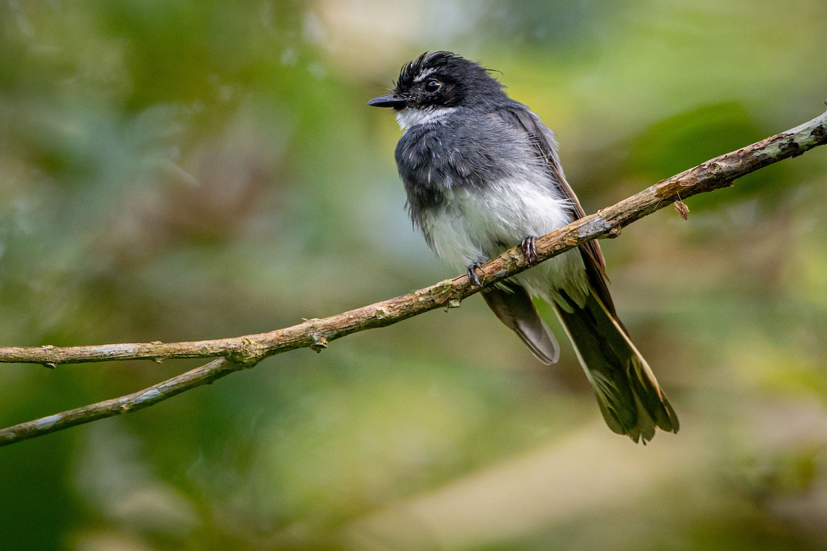 Northern Fantail - ML627586638