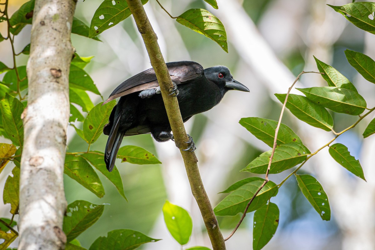 Obi Paradise-crow - ML627586651