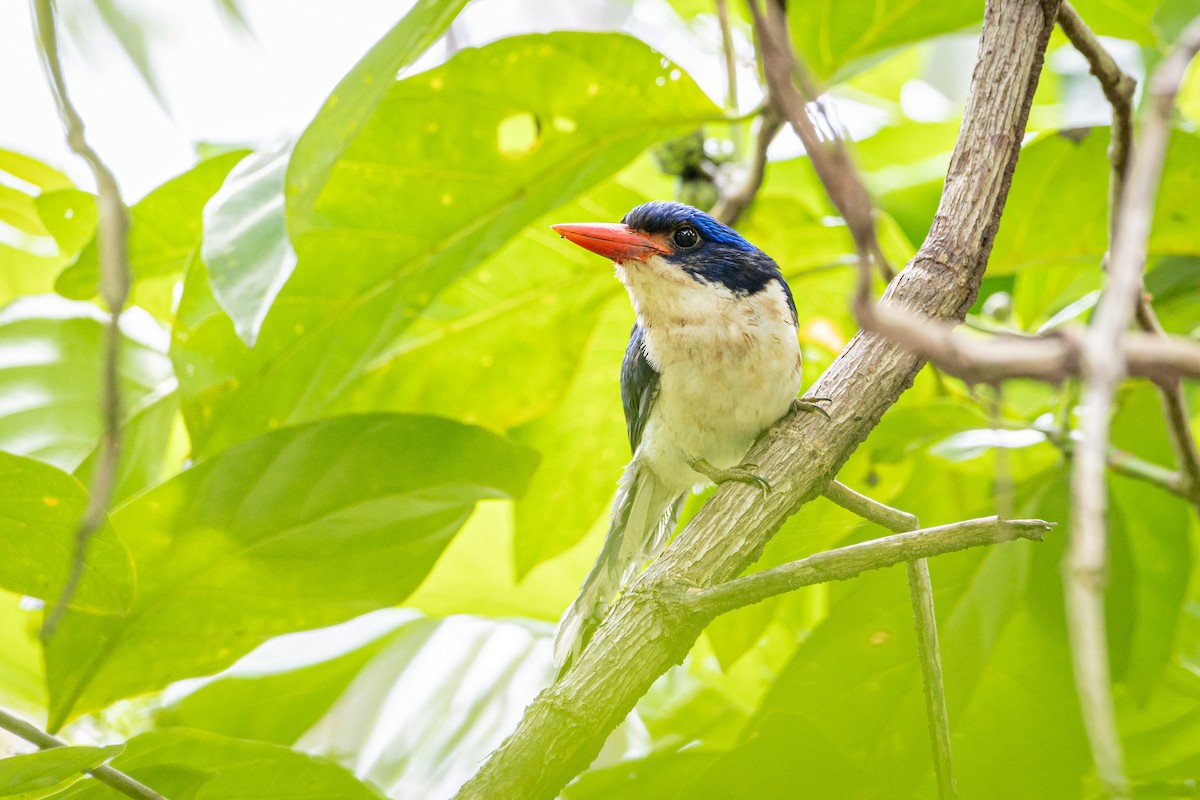 Common Paradise-Kingfisher - ML627586659