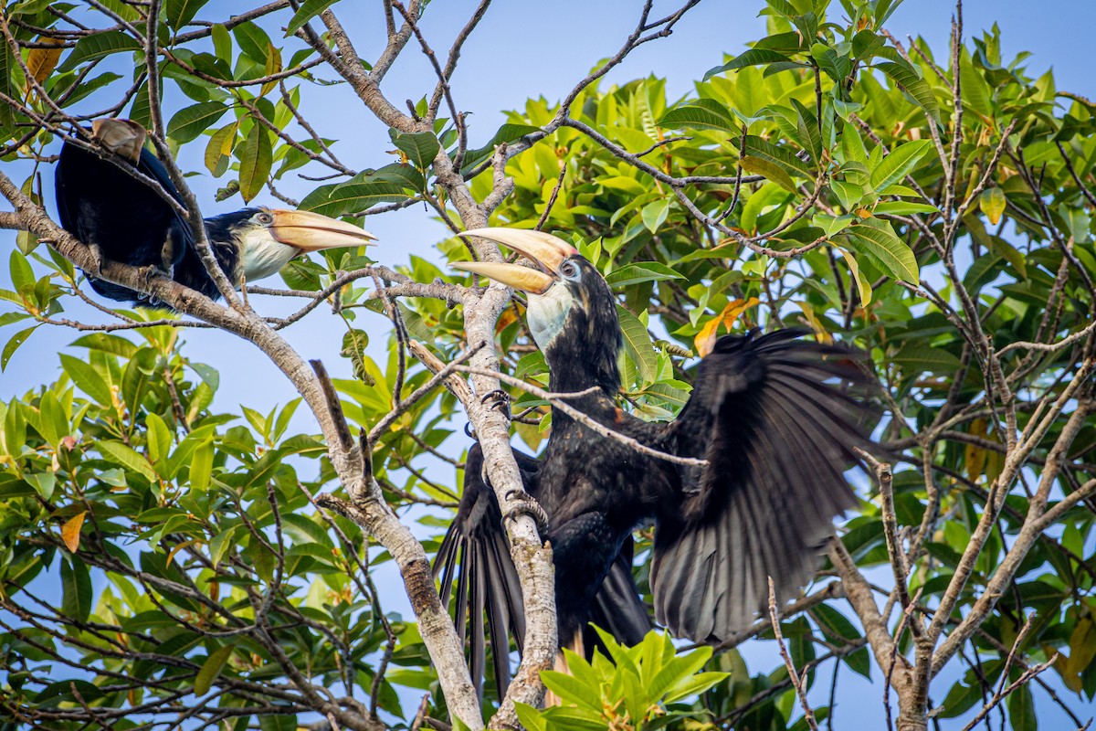 Blyth's Hornbill - ML627586666