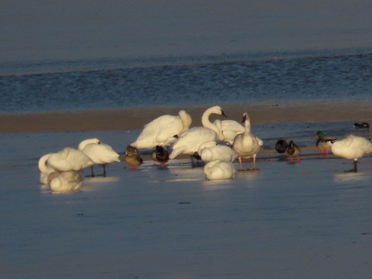 Trumpeter Swan - ML627586701