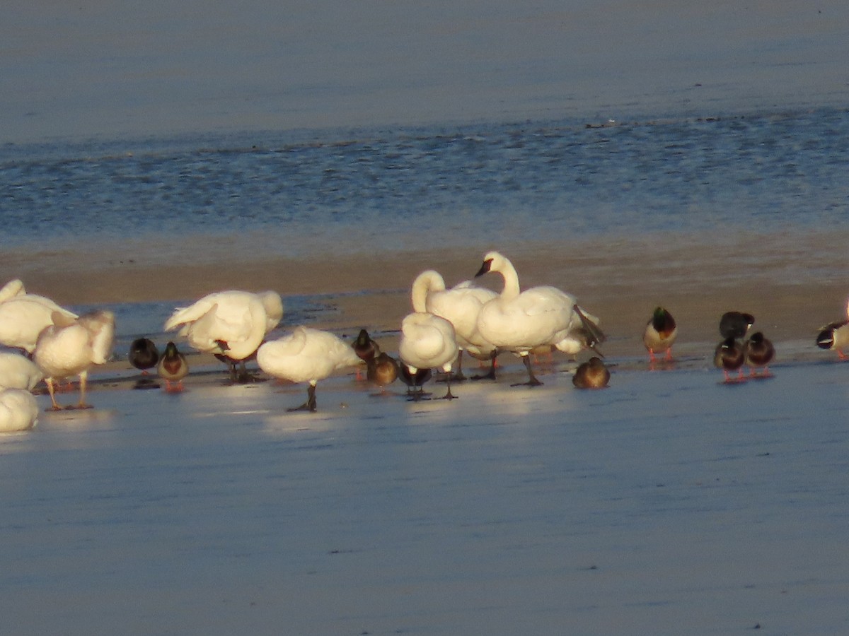 Trumpeter Swan - ML627586716