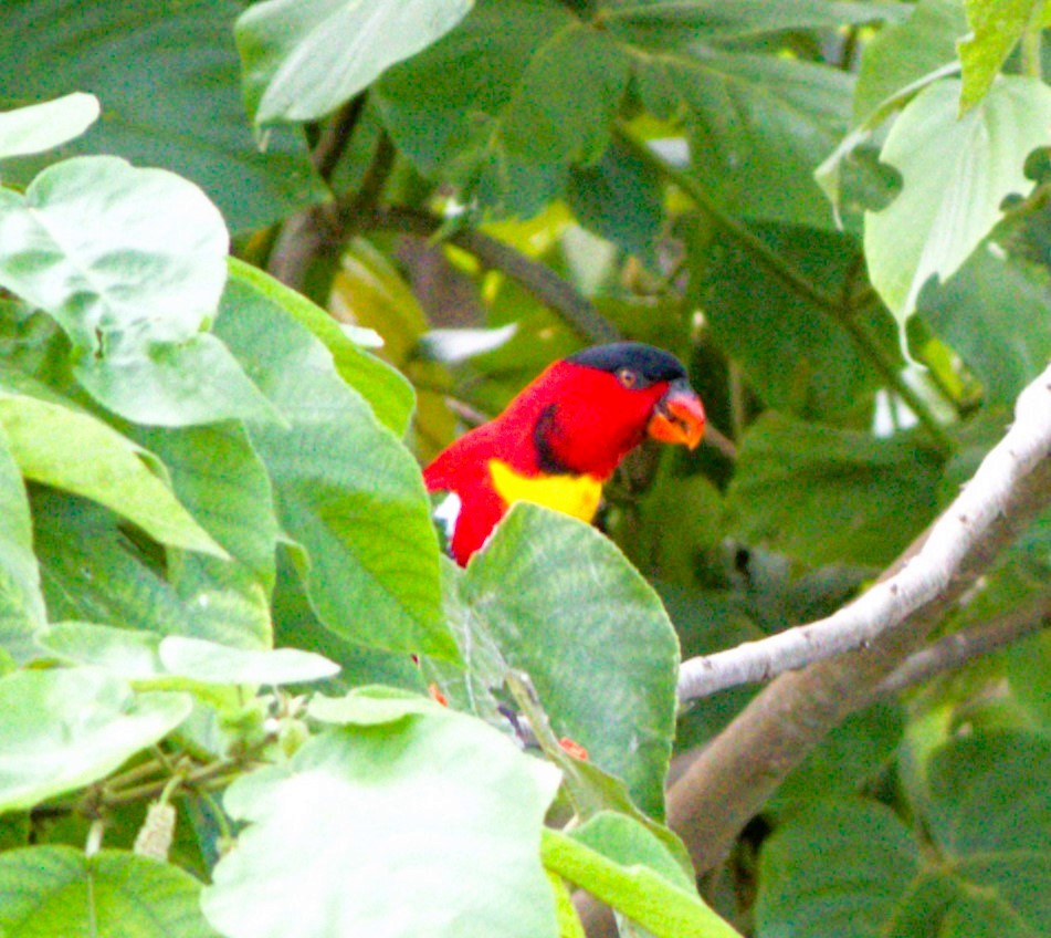 Yellow-bibbed Lory - ML627586744