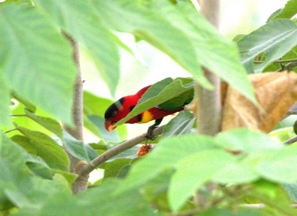 Yellow-bibbed Lory - ML627586745