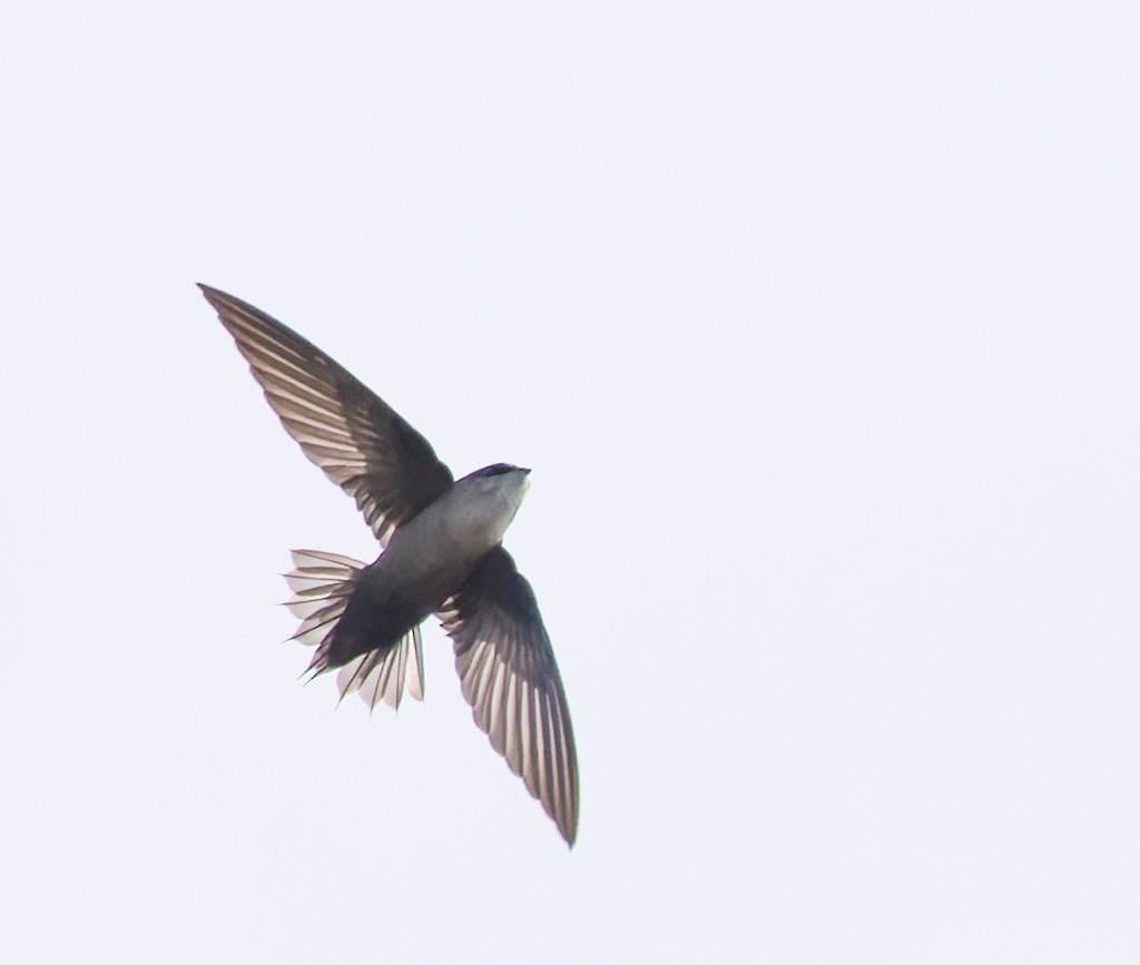 Vaux's Swift (Yucatan) - ML627586755