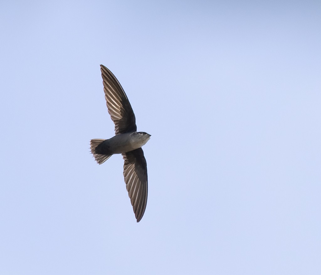 Vaux's Swift (Yucatan) - ML627586756