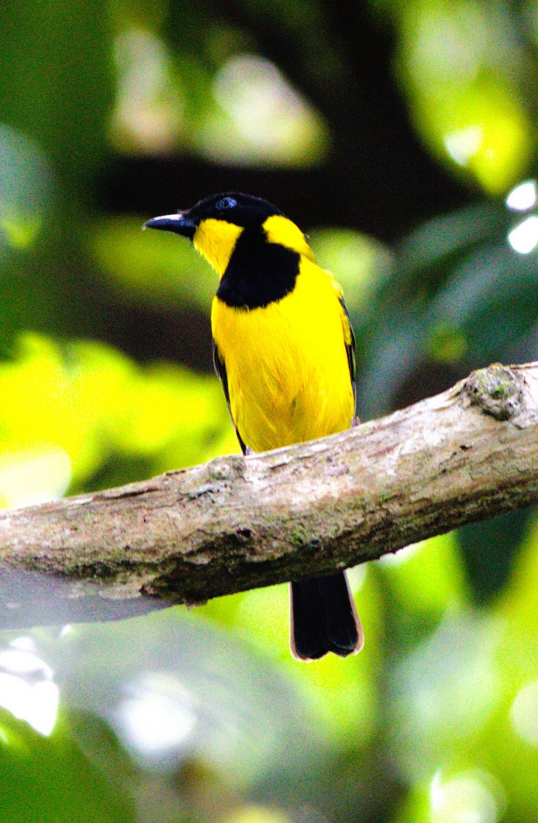 Oriole Whistler - ML627586790